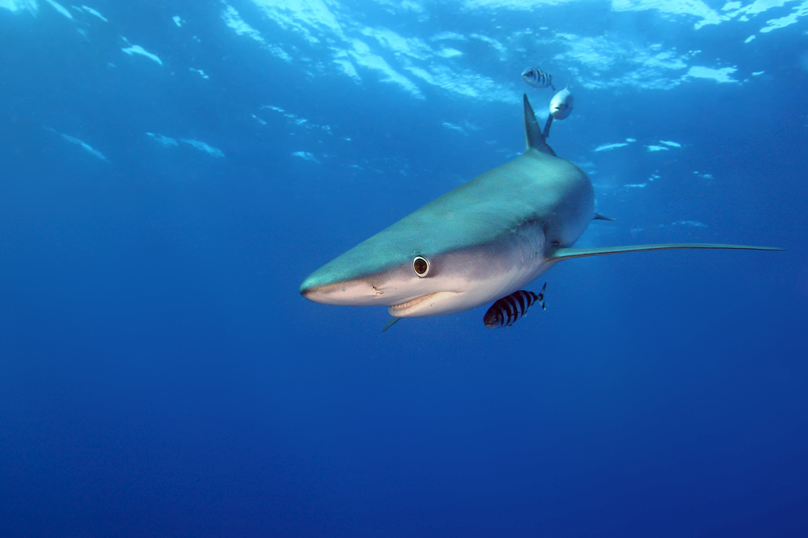 blue shark cornwall