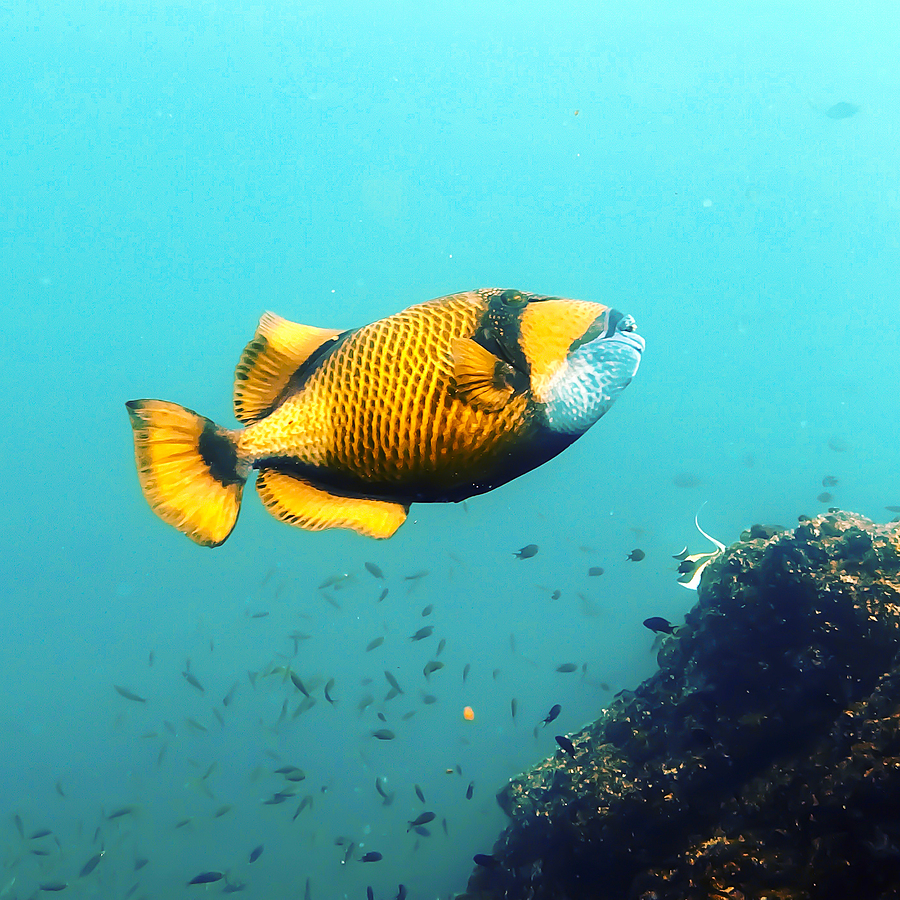 Triggerfish While Diving The Similan Islands Thailand