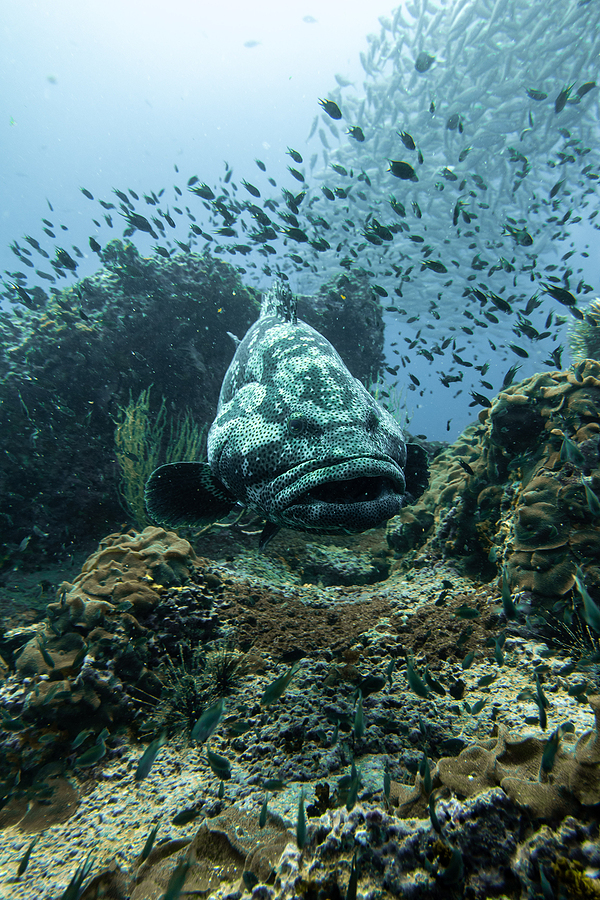 underwater diving at koh lanta