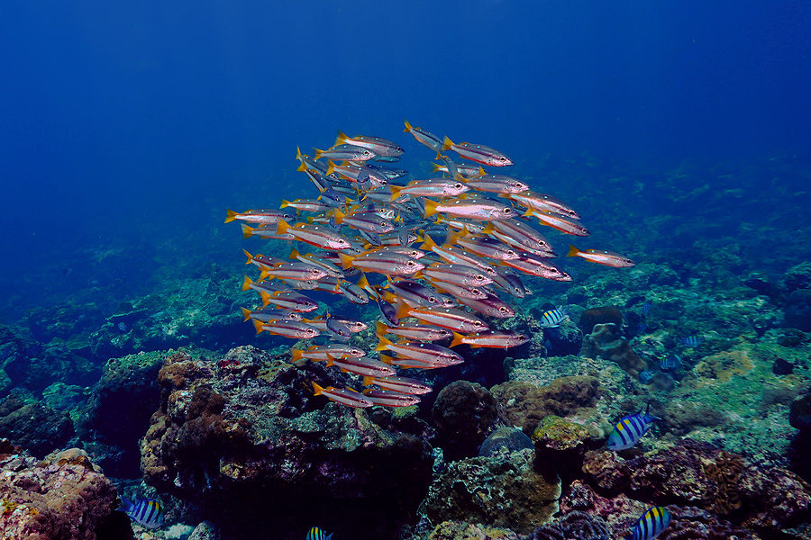 Underwater Photo Of School Of Fish At The Coral Reef