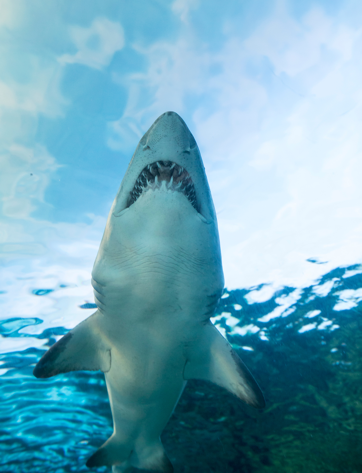 Scuba diver: How to prevent shark attack — on live shark