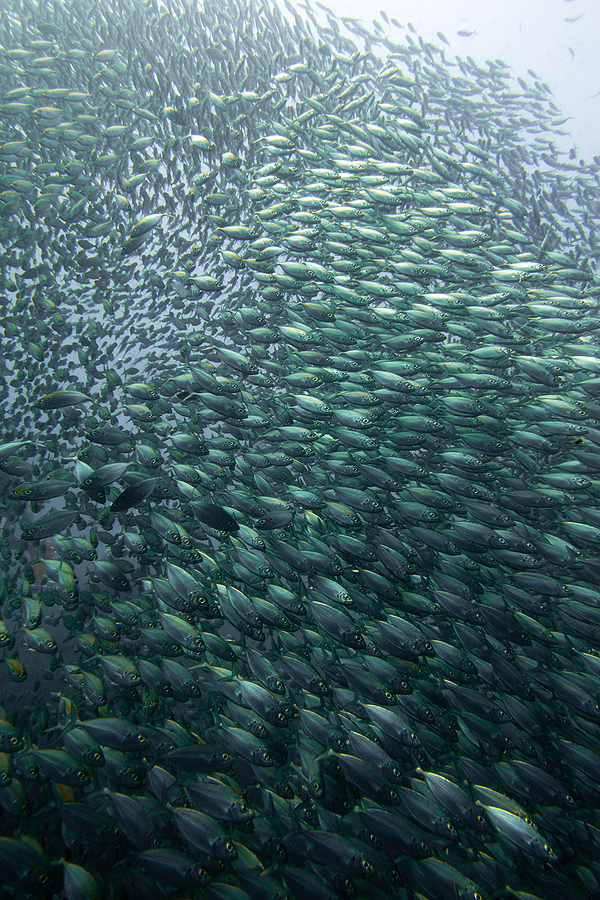 diving in koh tao