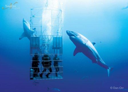 Guadalupe Great White Cage Diving