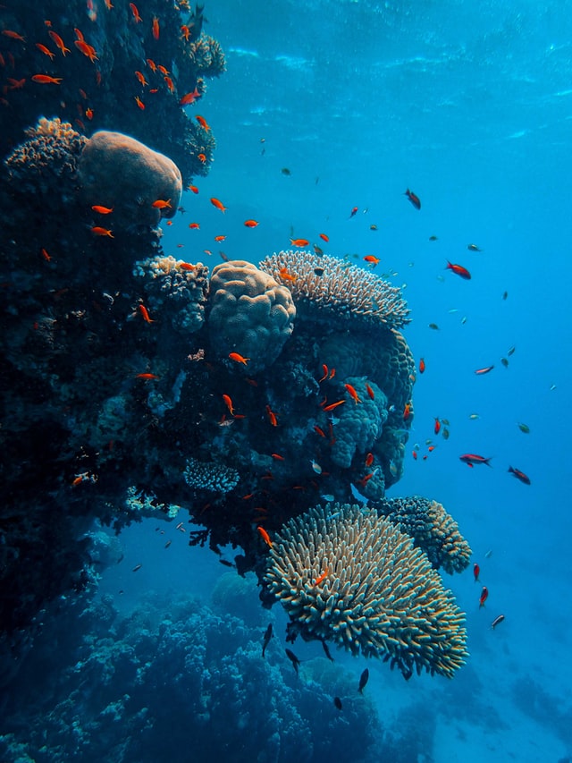 red sea diving