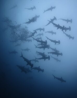 Hammerheads