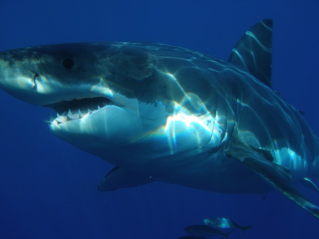 great white