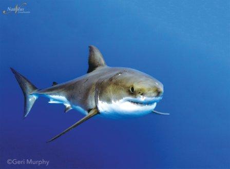 great white shark cage diving holiday