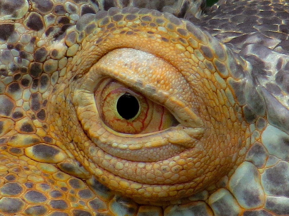 lizard eye