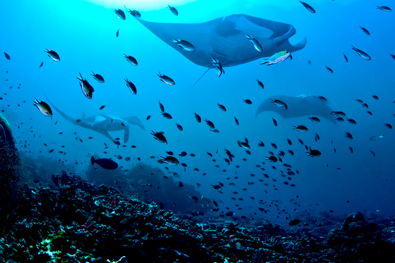 Manta rays swimming with a school of fish