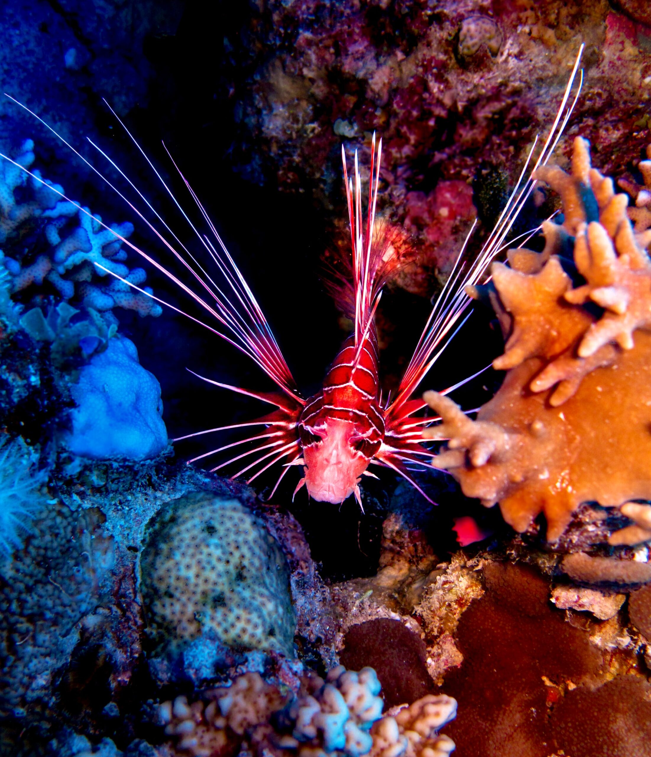 Beautiful fish next to coral reefs