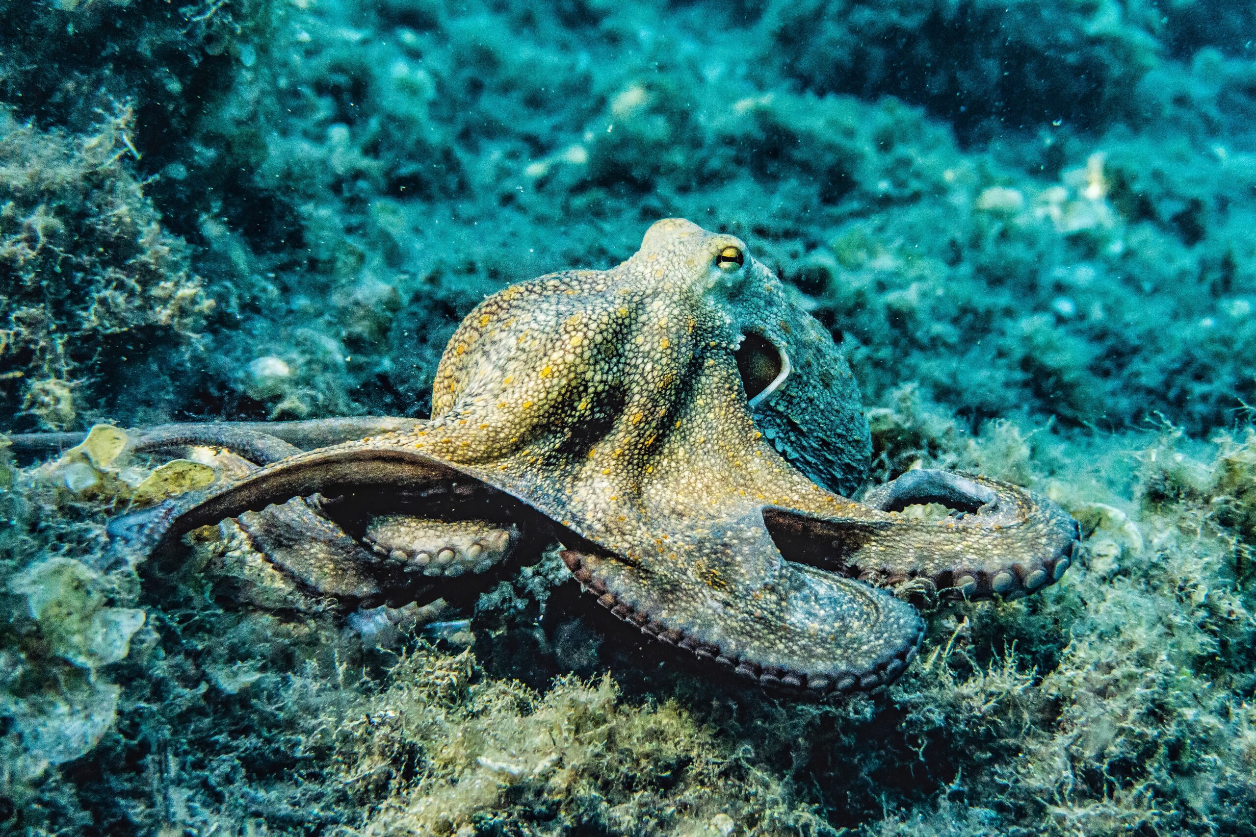 diving  octopus cornwall