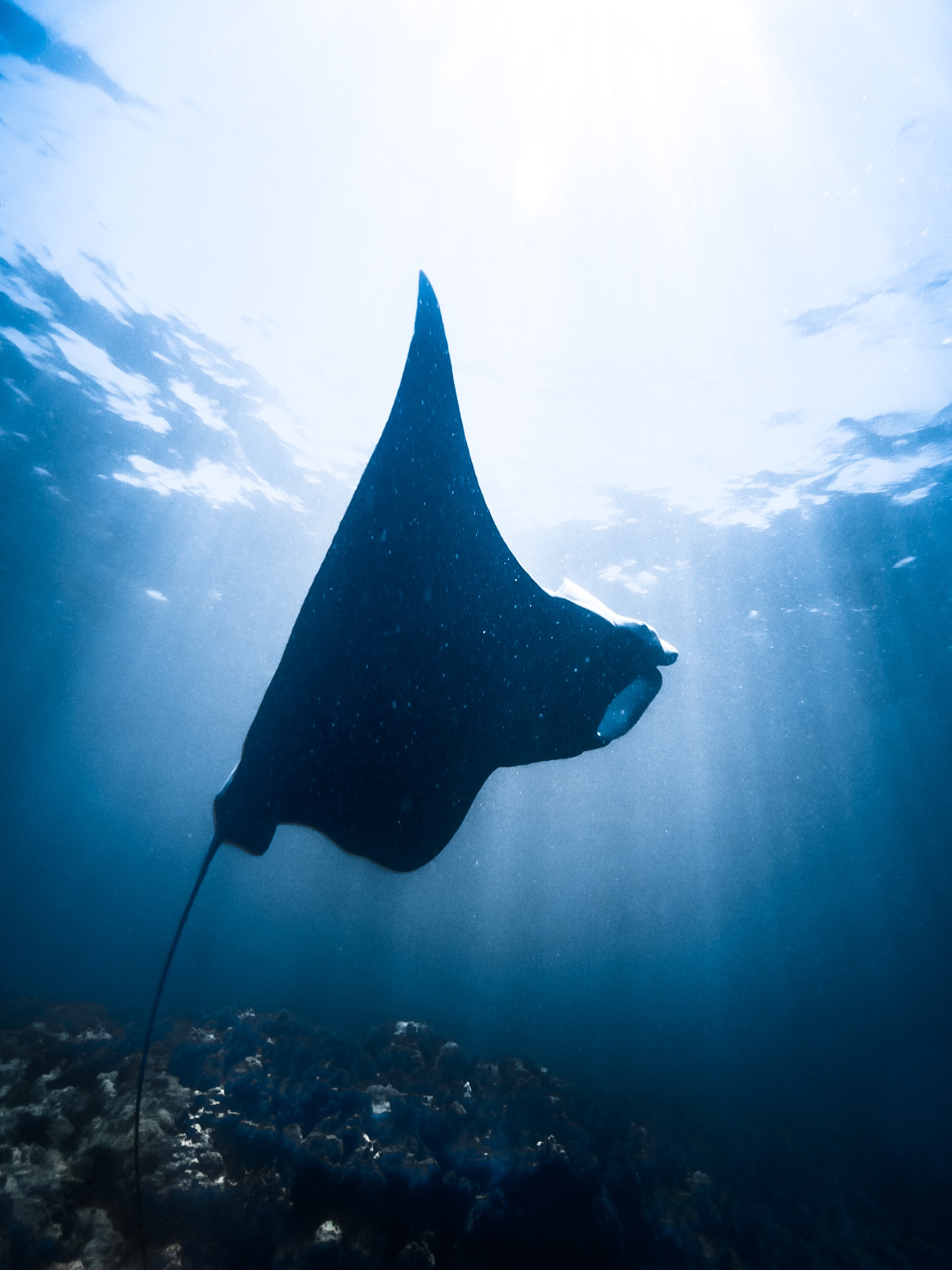 manta ray diving 